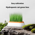 Kattgräsodling med vetefrön - hydroponisk