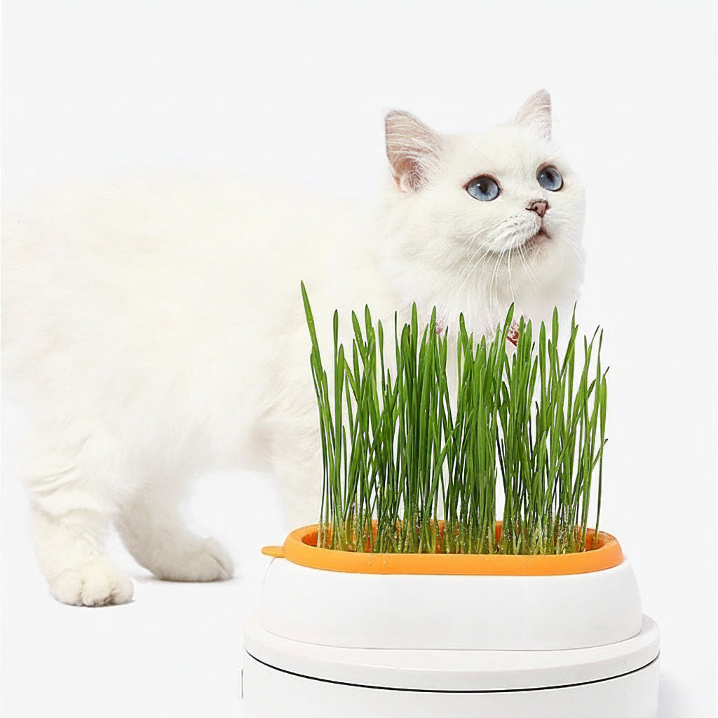 Kattgräsodling